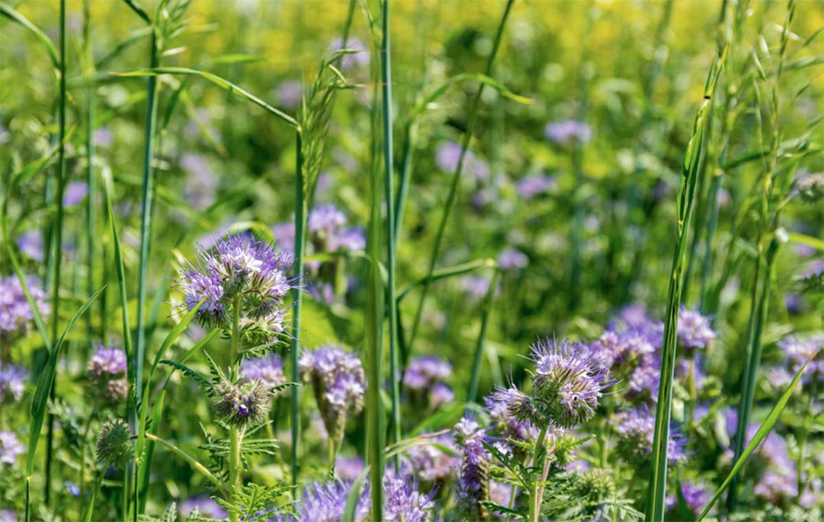 https://www.rgk-suedwest.de/wp-content/uploads/2021/04/Phacelia_www.jpg